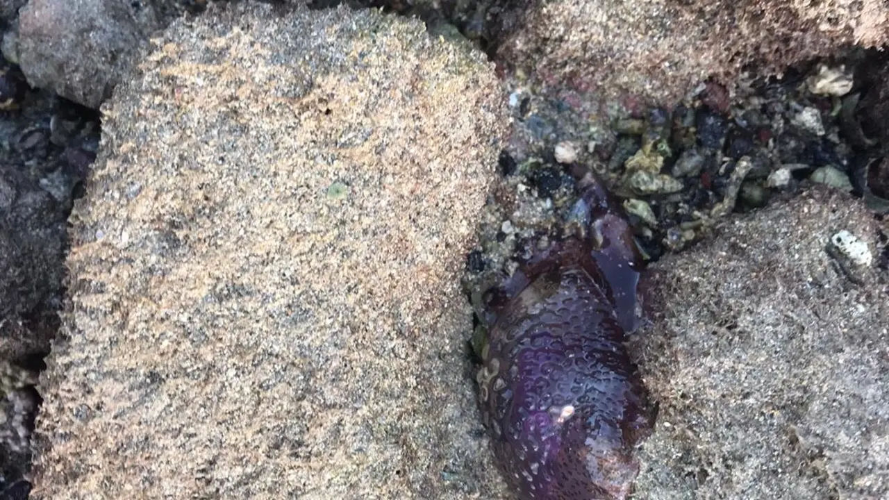 Medusas en La Graciosa 2