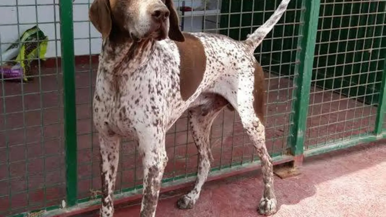 perros-abandonados-en-Teguise