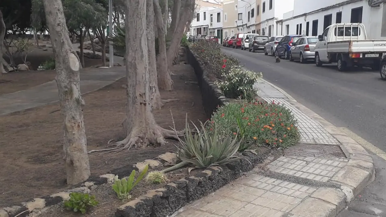 Roban plantas en parterres de Titerroy