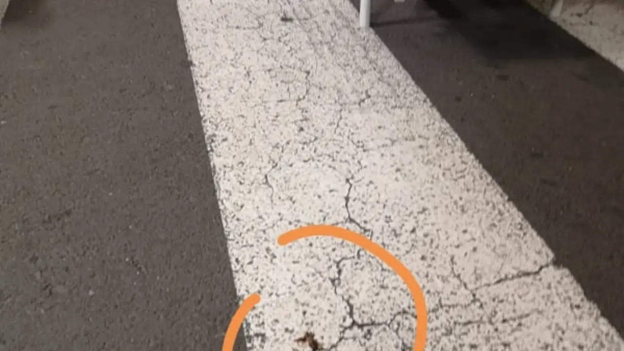 Cuca en la carpa de urgencias del Hospital