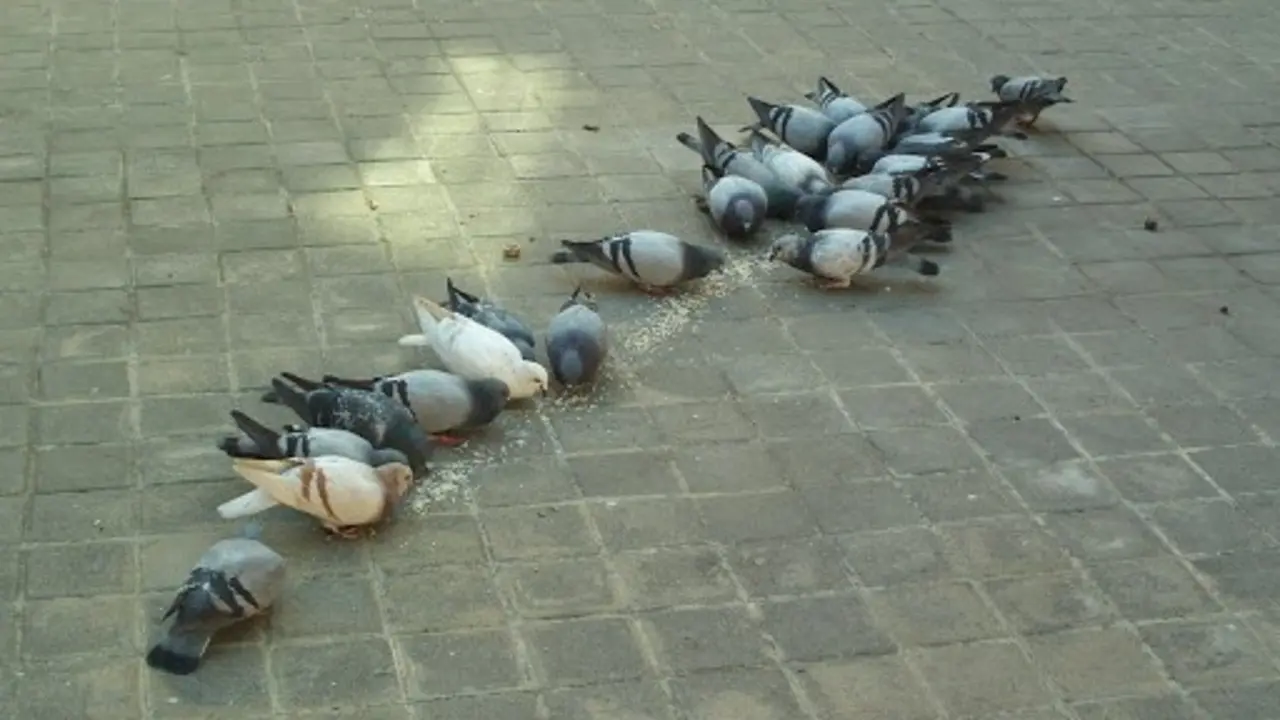 palomas