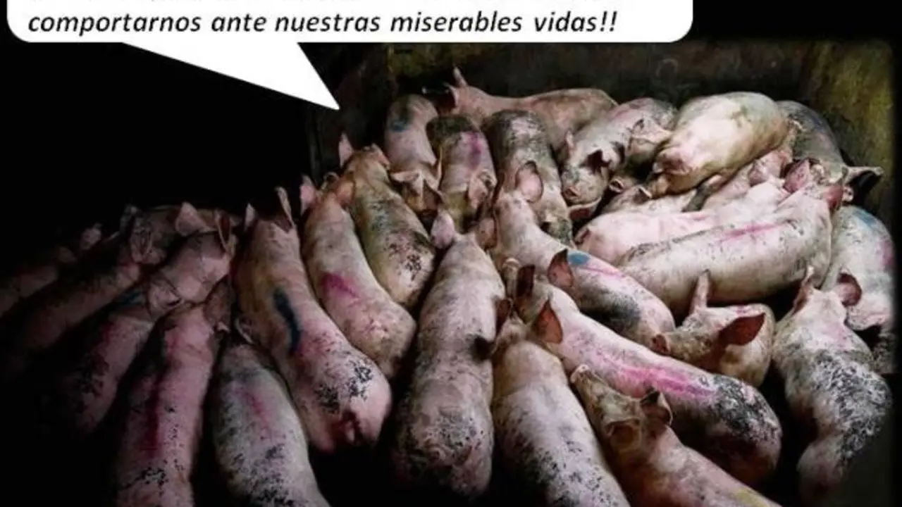 cochineross