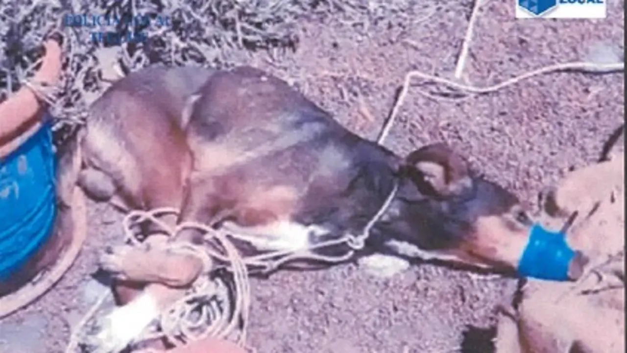 Perro amarrado y asfixiado