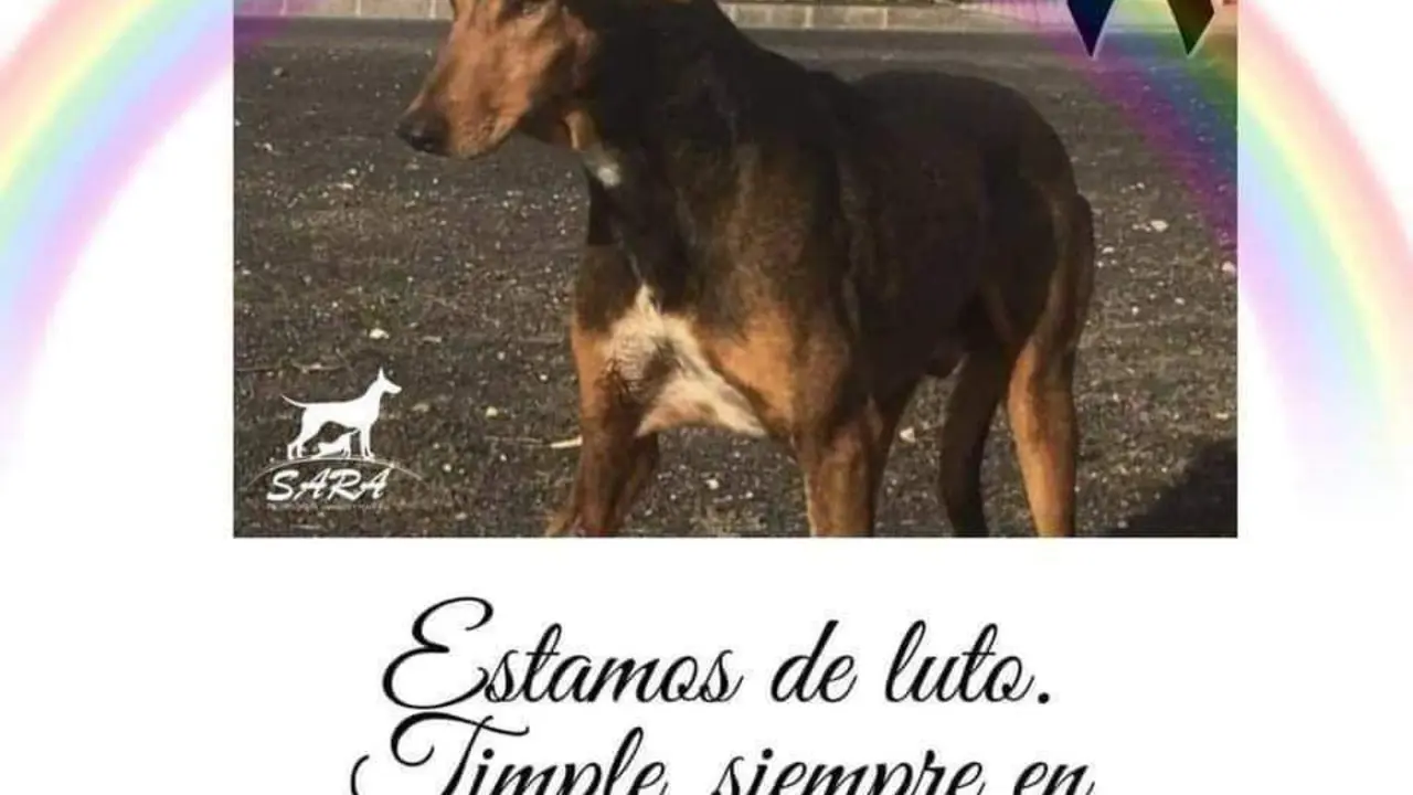 Timple