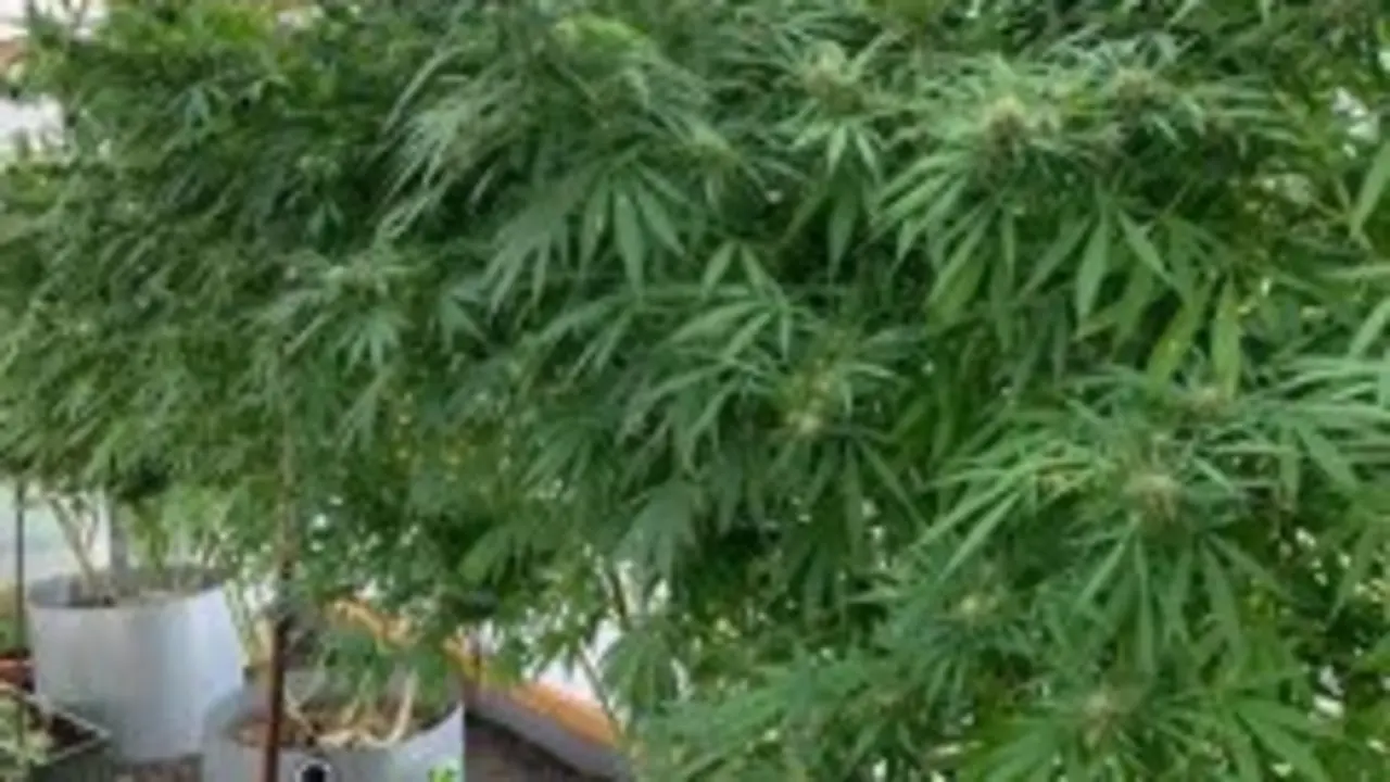 Invernadero de marihuana en Yaiza
