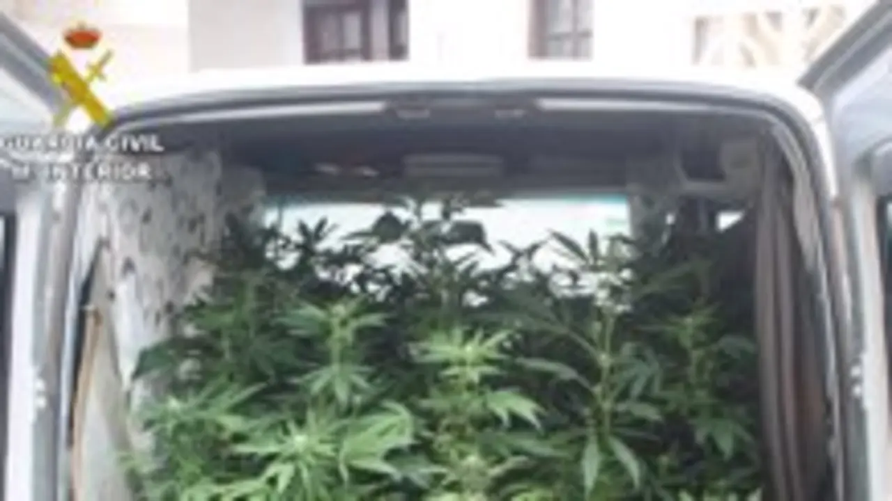 60 plantas de marihuana intervenidas en San Bartolomé