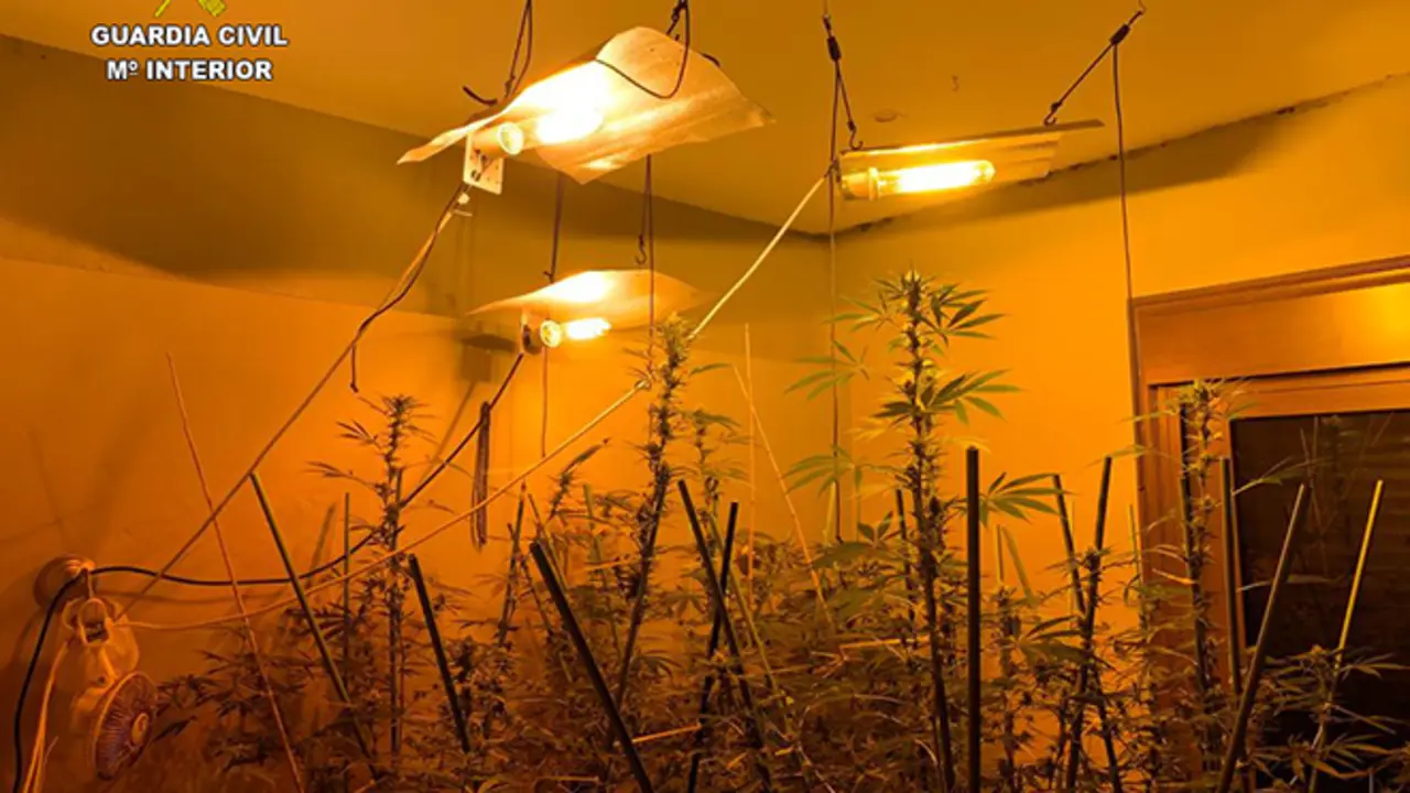 Plantaci&oacute;n de marihuana en Monta&ntilde;a Blanca 2