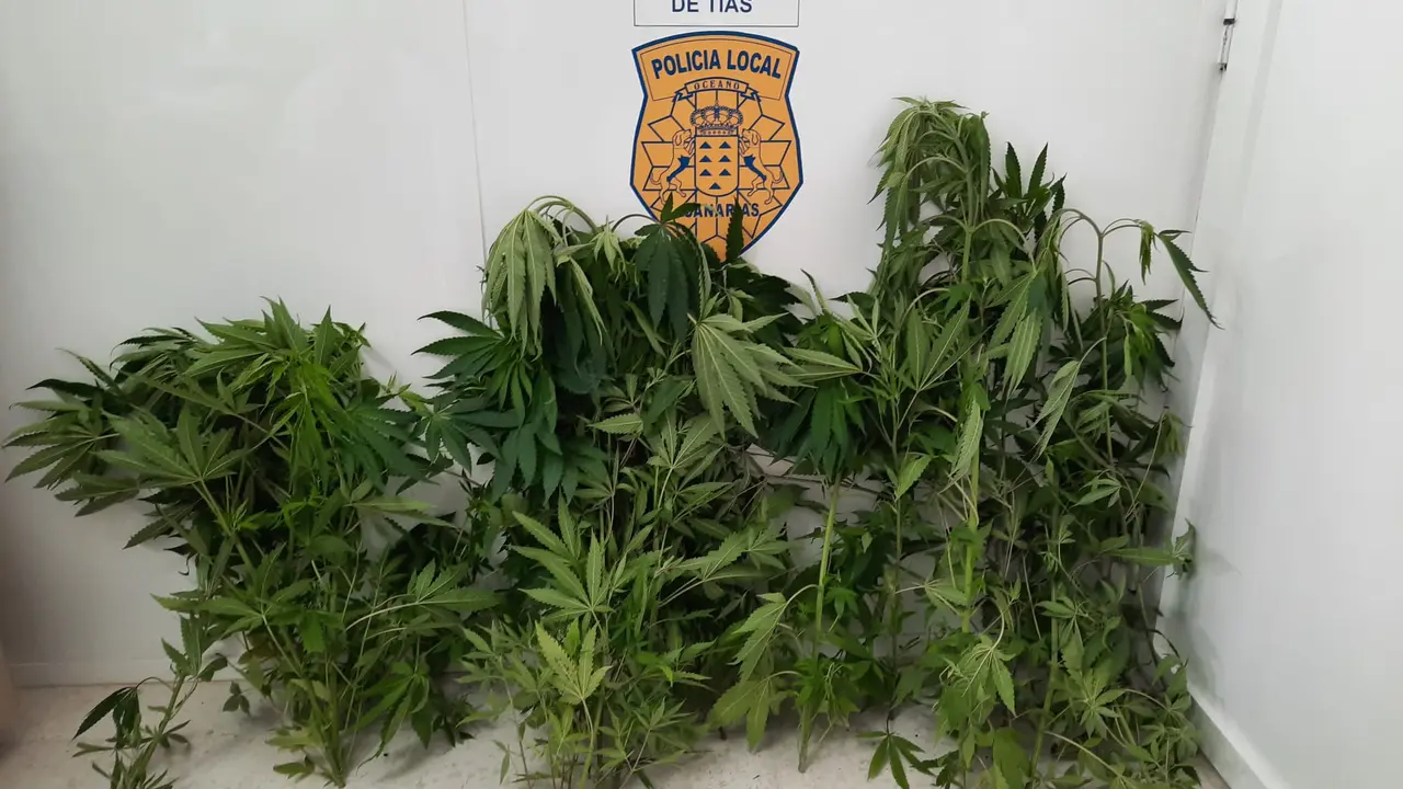 Marihuana incautada