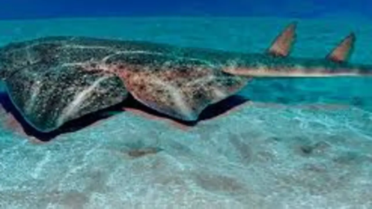 Angelote. Animales en Peligro de Extinción