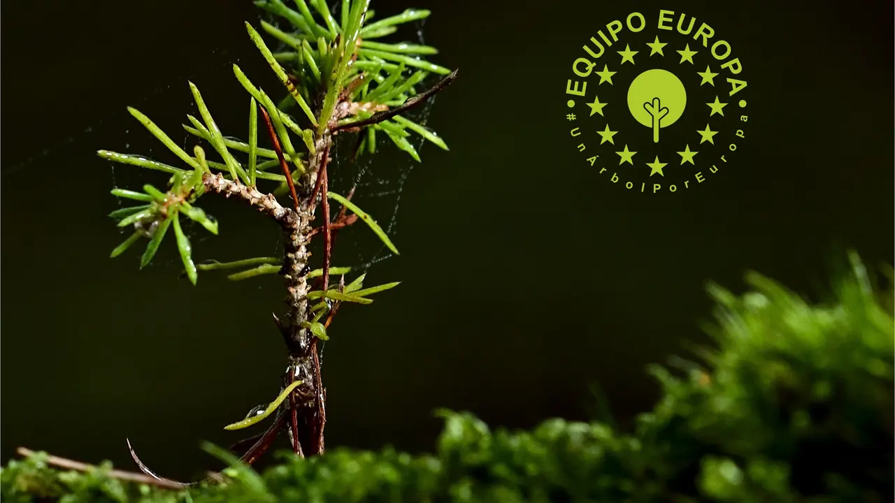 1 junio Cartel &Aacute;rbol europeo 2021