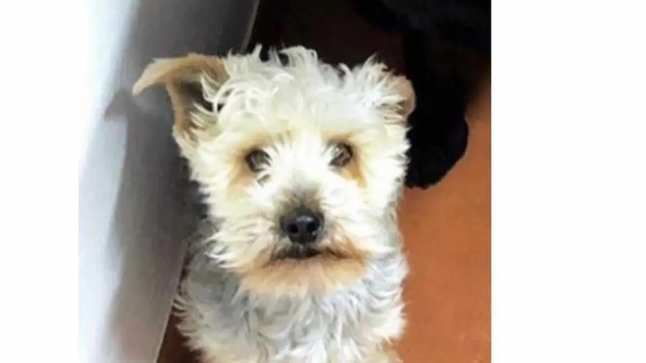 Perrito perdido en Femés 3