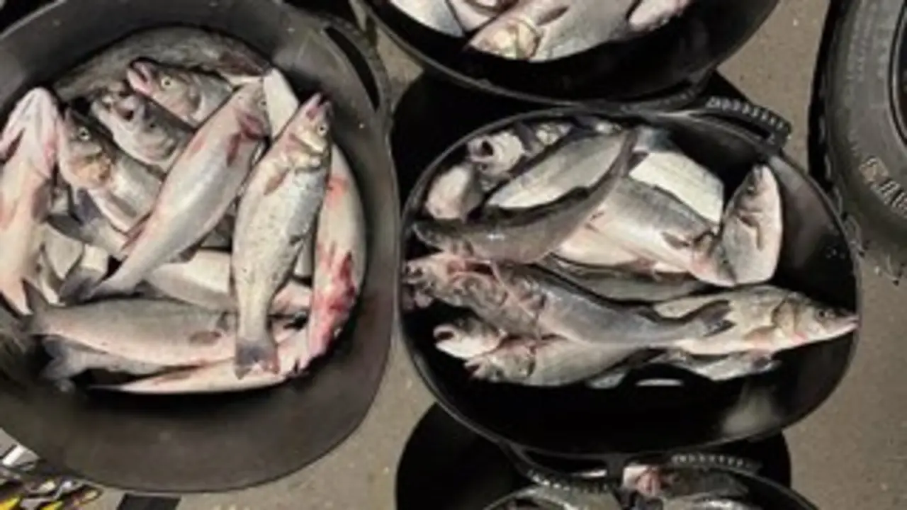 93 kilos de lubinas sustraidas
