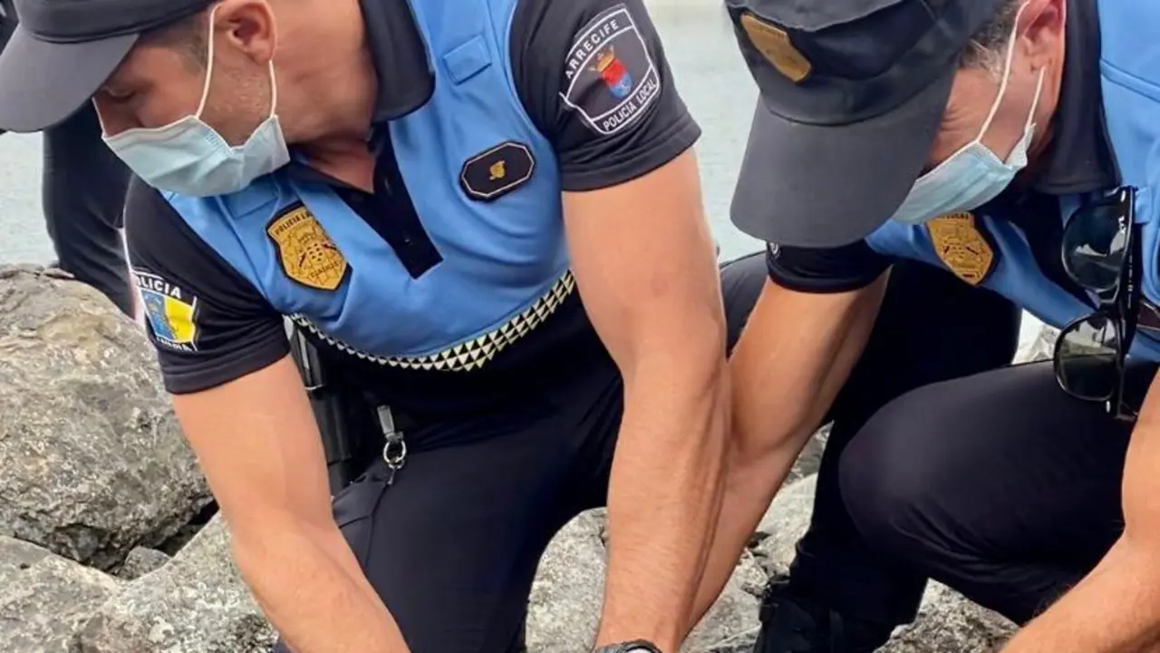 Tortuga rescatada por la Policía de Arrecife