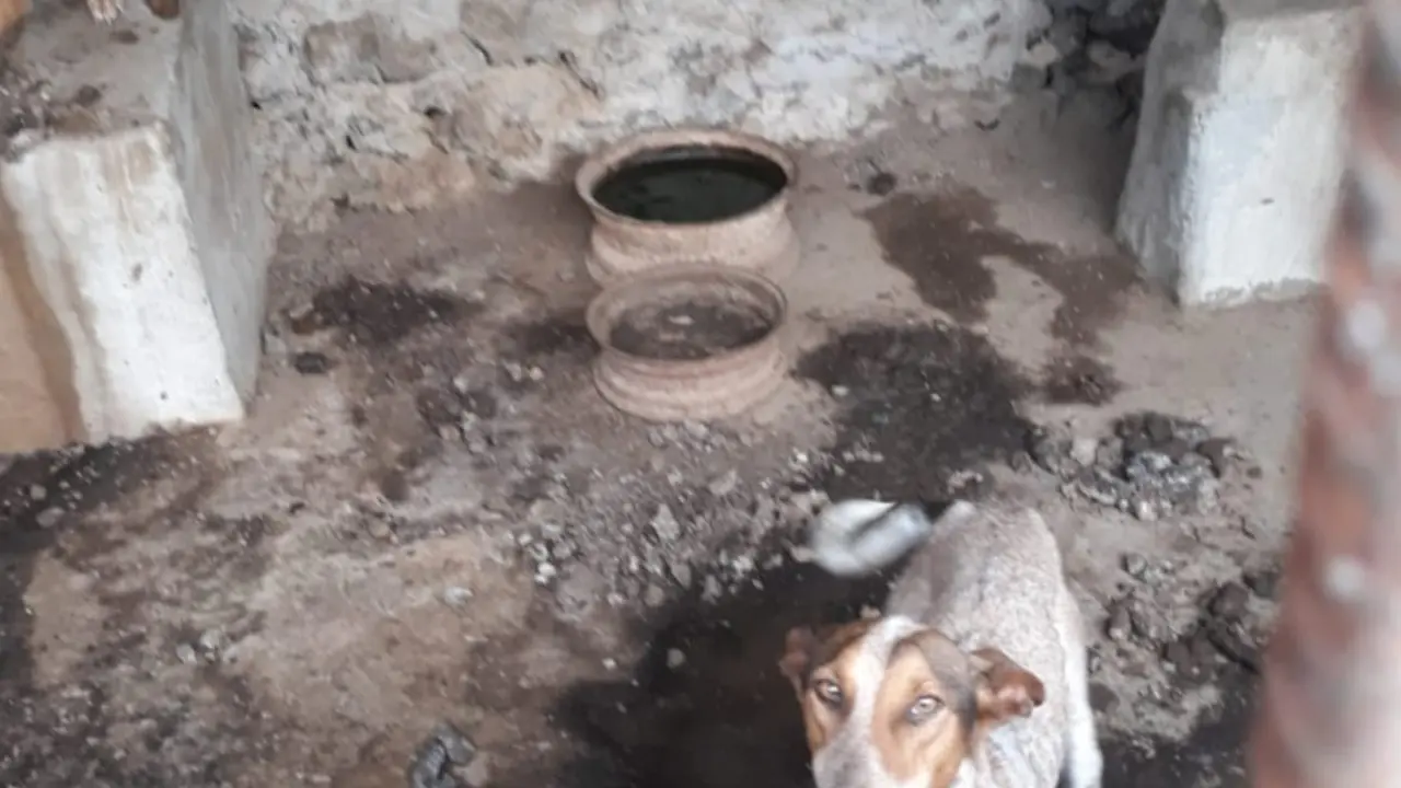 Perros maltratados en Haría