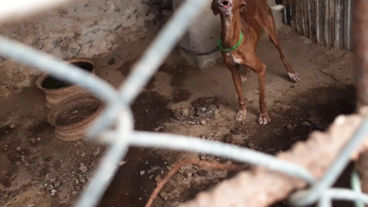 Perros maltratados en Har&iacute;a 4