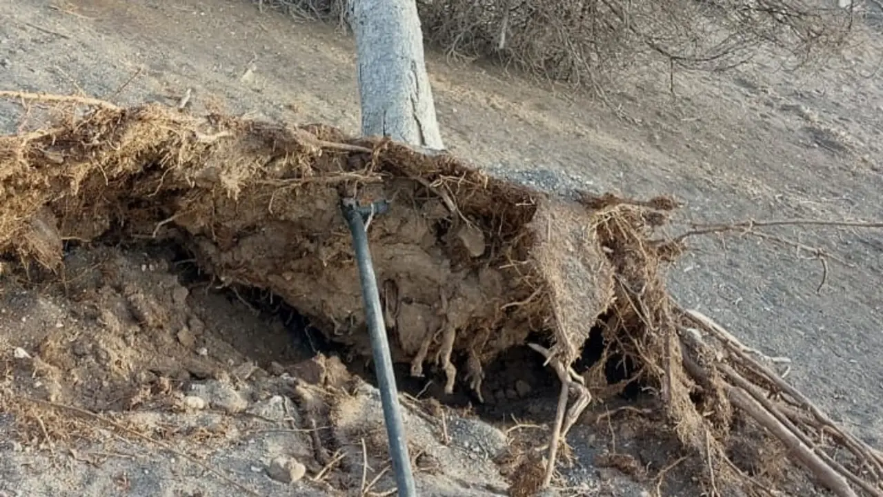 Árboles secos por falta de riego en el parque canino de Arrecife