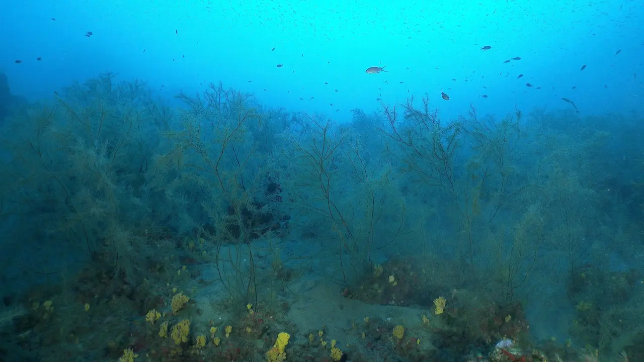 Adjunto foto del bosque de coral créditos E. Turpin