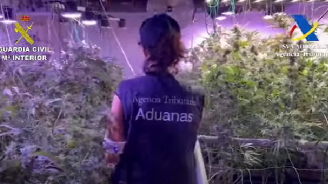 Plantación de marihuana en Tahiche 3