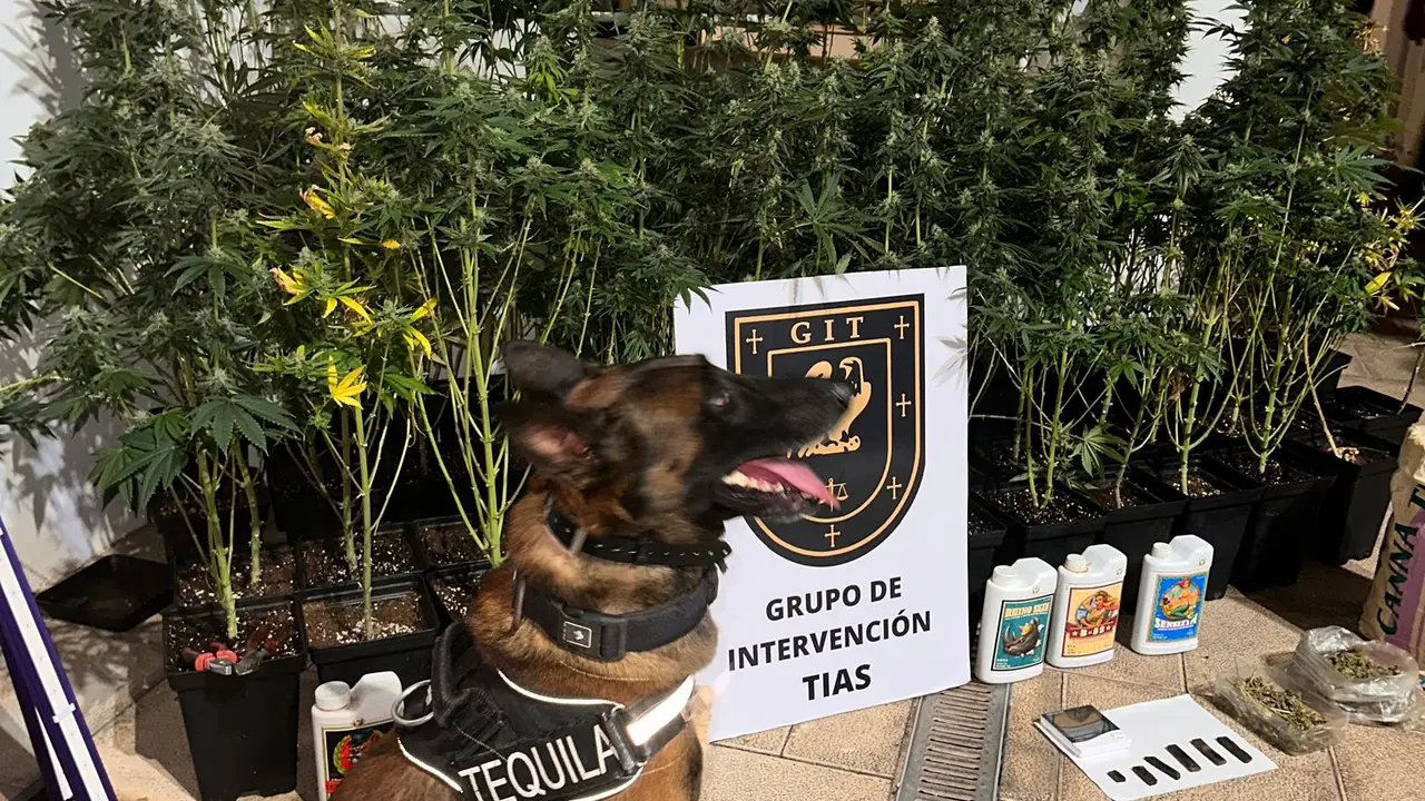 El perro Teguila y la plantación de marihuana