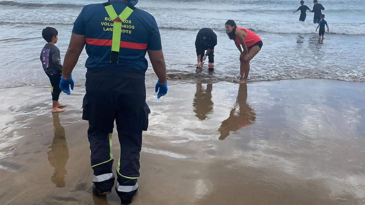 Angelote muerto en Tías