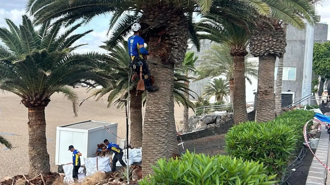 tratamiento palmeral1