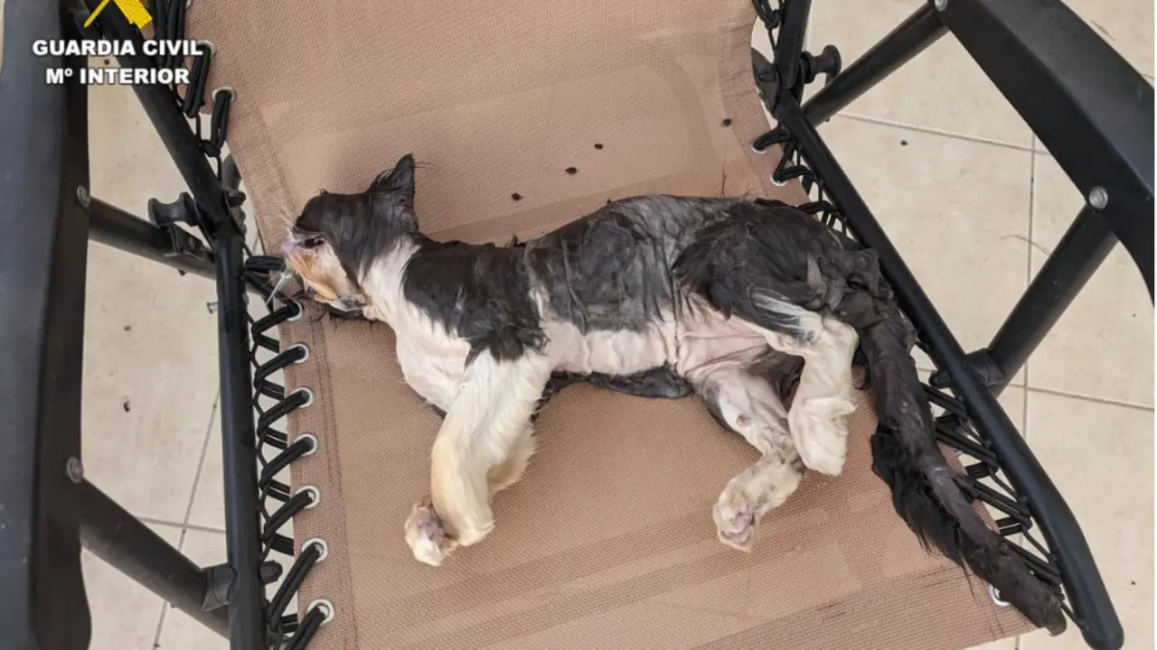 Gato muerto en Charco del Palo
