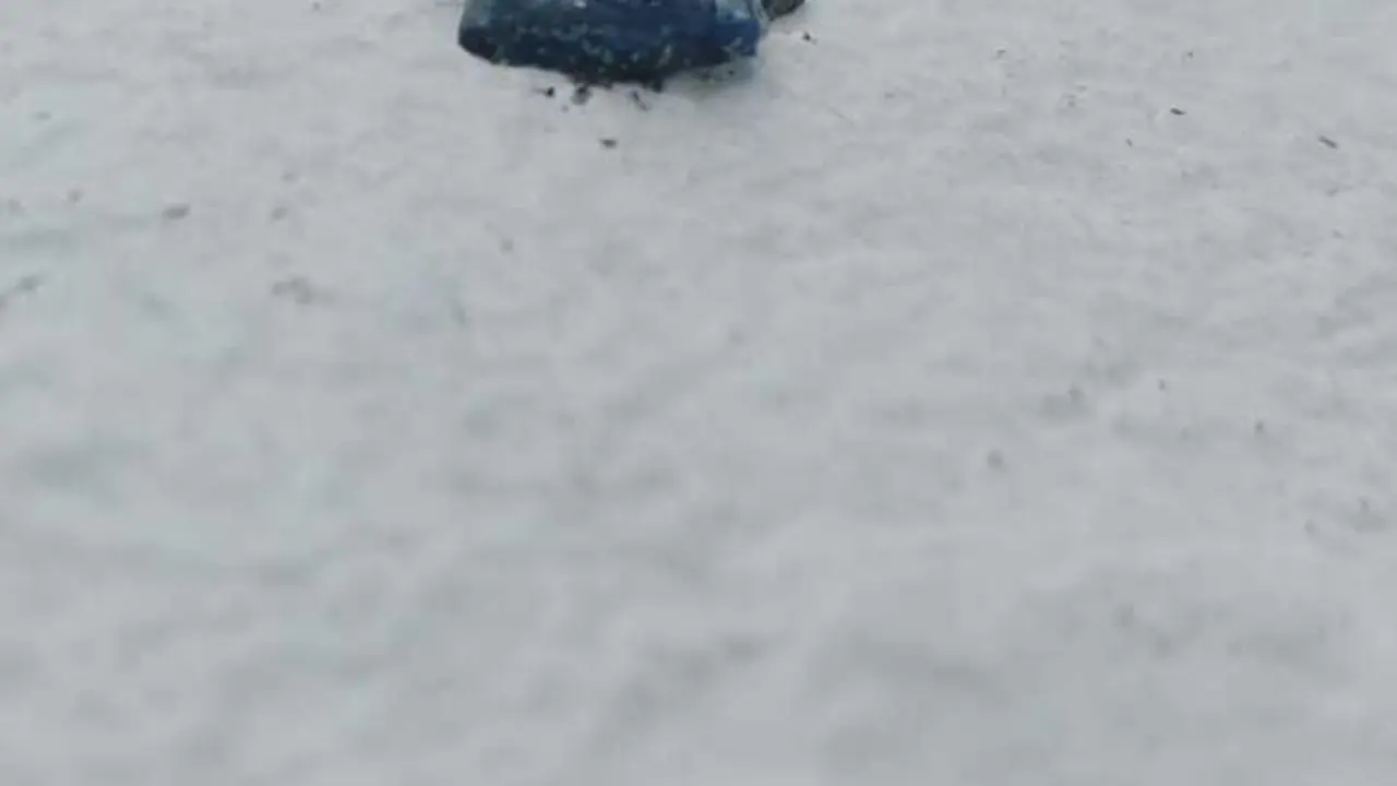 Velellas en La Garita 2