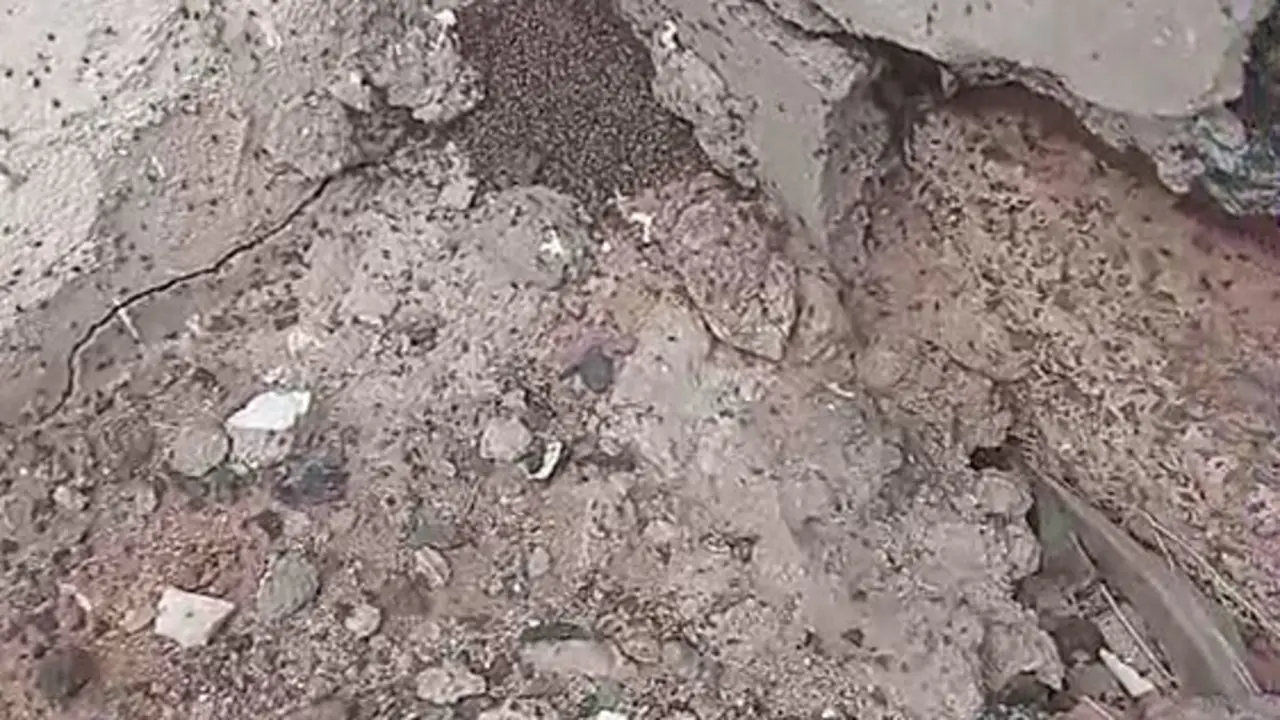 Colonia de insectos subiendo por las paredes 3