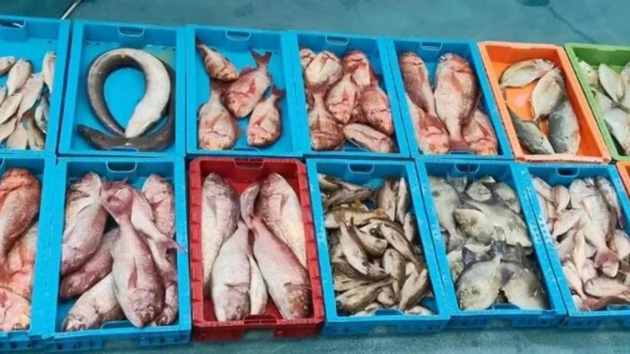 Pescado intervenido en aguas de La Graciosa