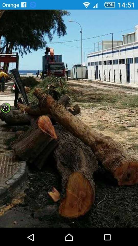 Masacre de árboles en Arrecife 2