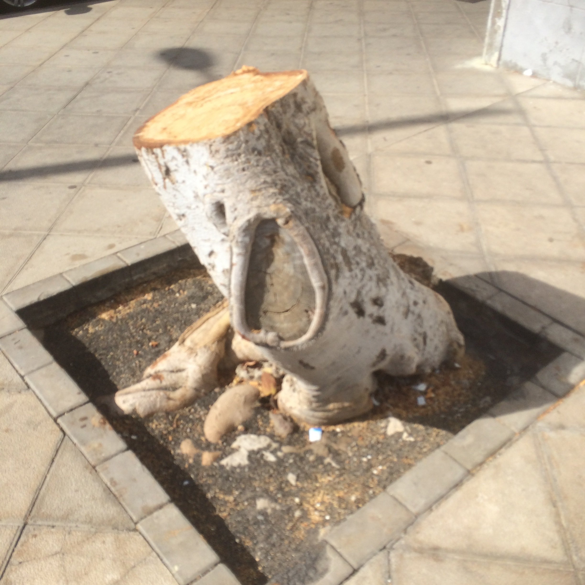 Poda agresiva de árboles en Titerroy 2