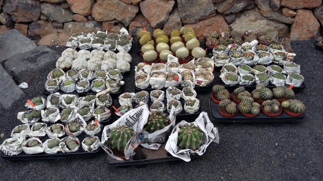 Nuevos cactus para el Jardín de Cactus 2