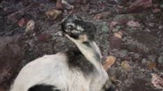 Cabras muertas 2