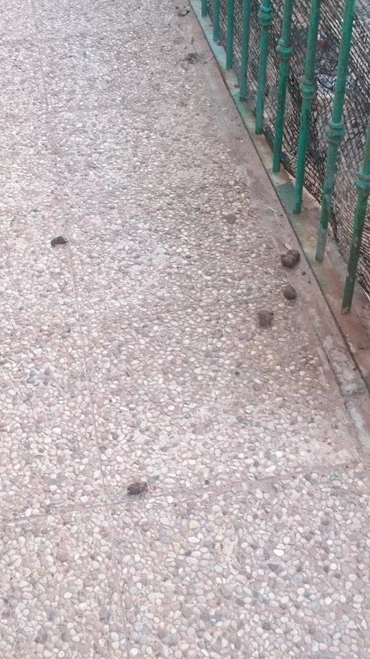 Cagadas de perros en Los Alonso