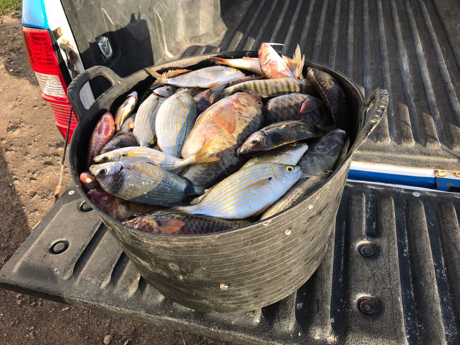 Pescado aprehendido por la Policía de Teguise 2