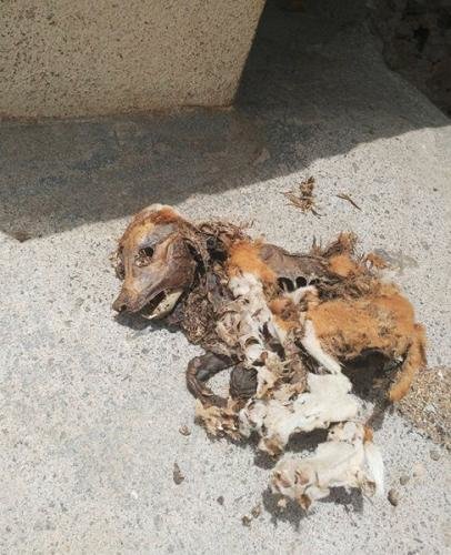 Cachorro de podenco muerto