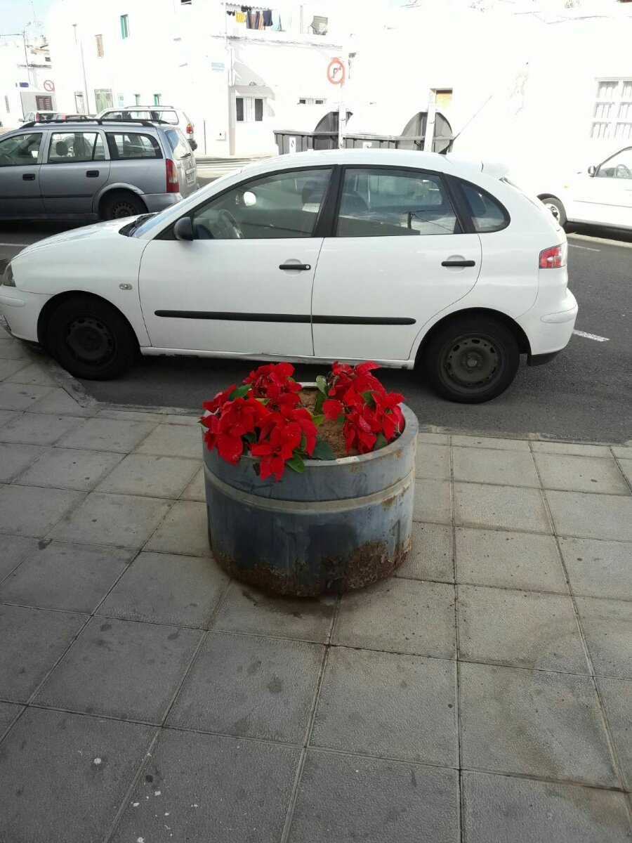 Maceteros con flores de pascua 4