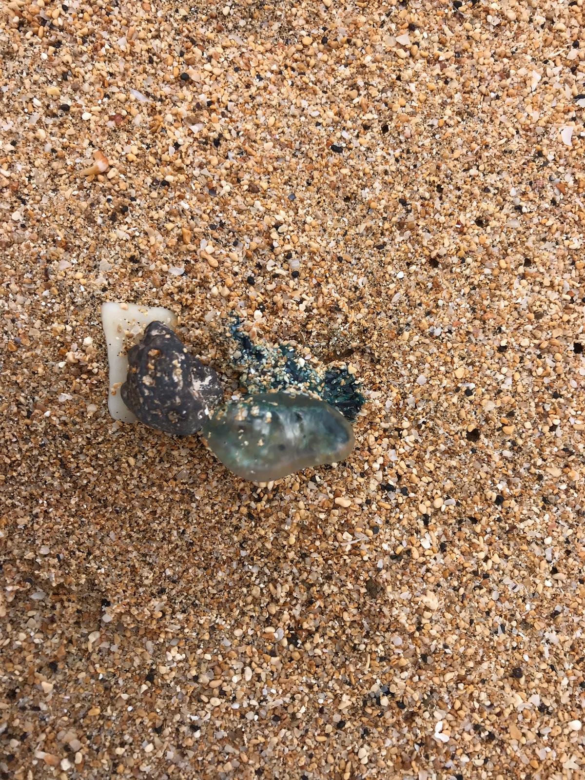 Medusas Carabela en La Graciosa 2