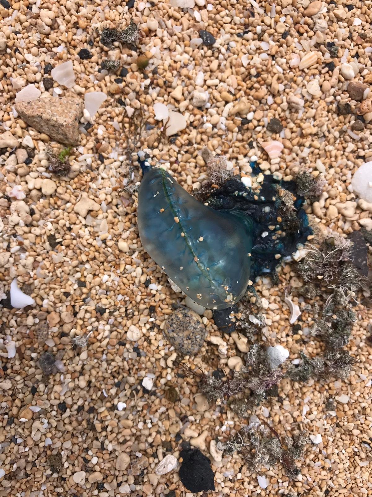 Medusas Carabela en La Graciosa 3