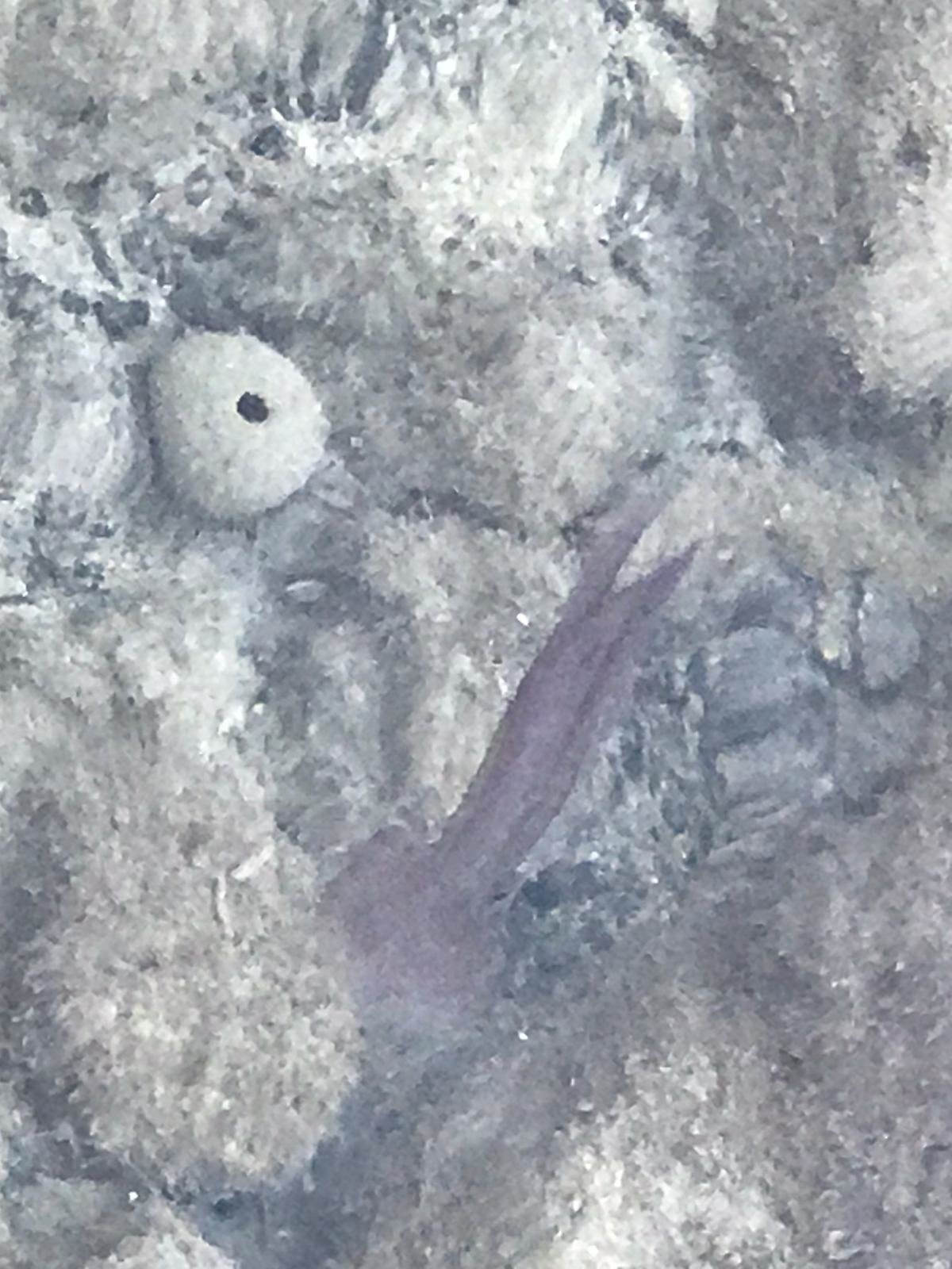 Medusas en La Graciosa