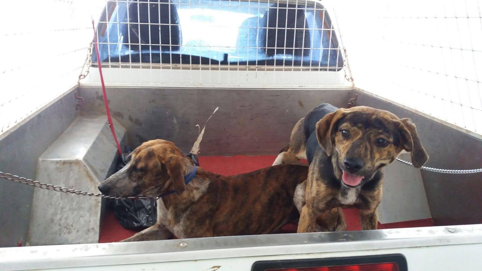 Perros-abandonados-en-Famara
