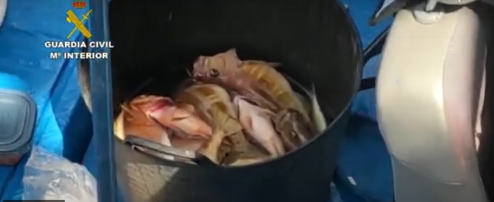 Peces de talla mínima capturados ilegalmente