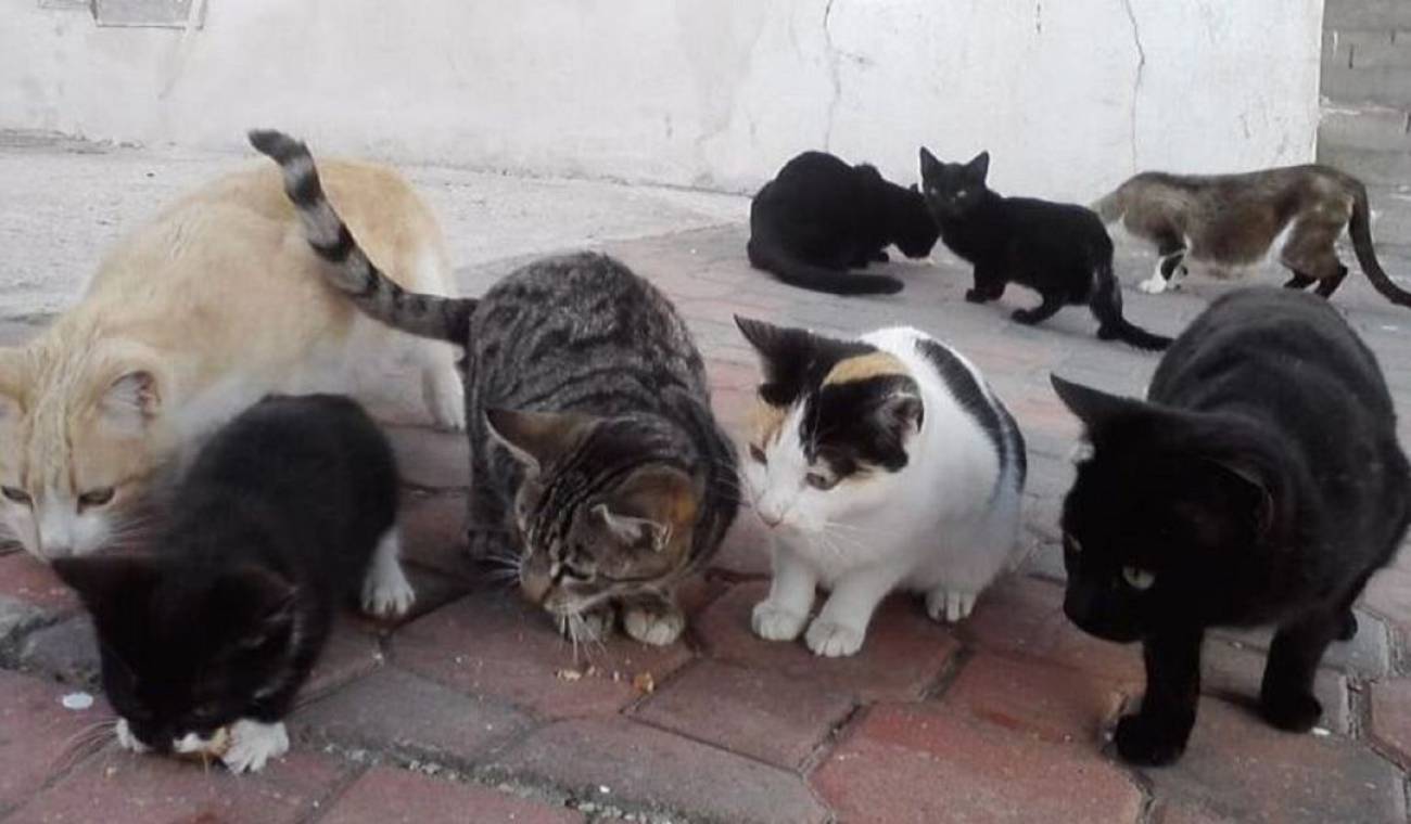 gatos