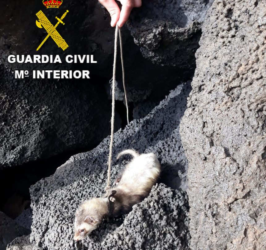 Hurón empleado para cazar crías de pardelas