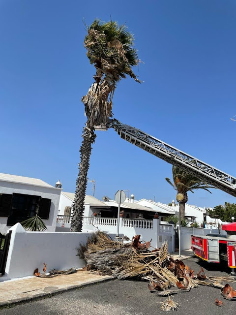 Palmera arrancada por el viento