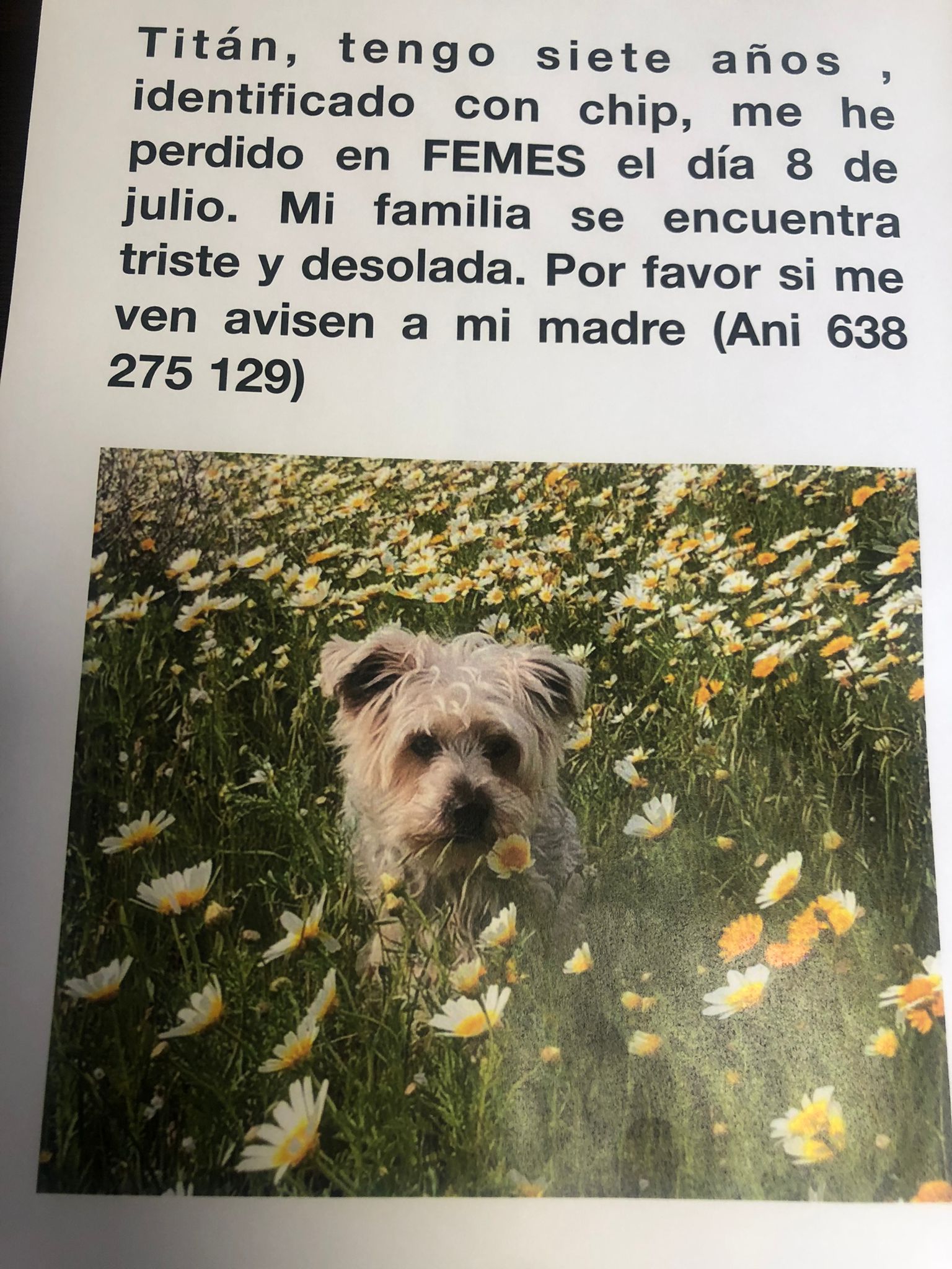 Perrito perdido en Femés