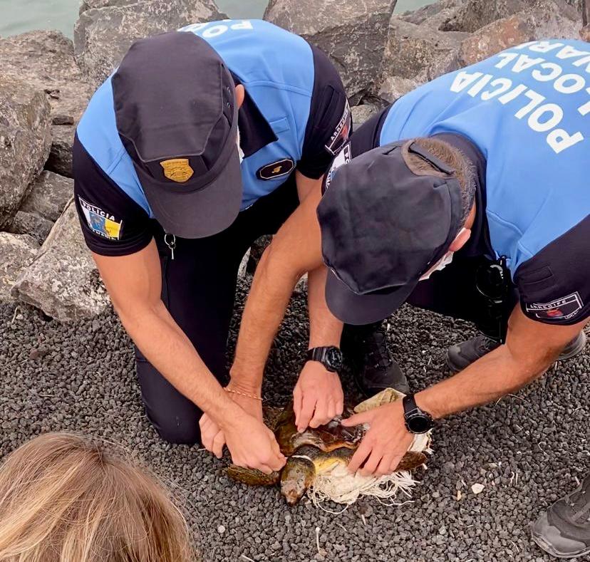 Tortuga rescatada por la Policía de Arrecife 2