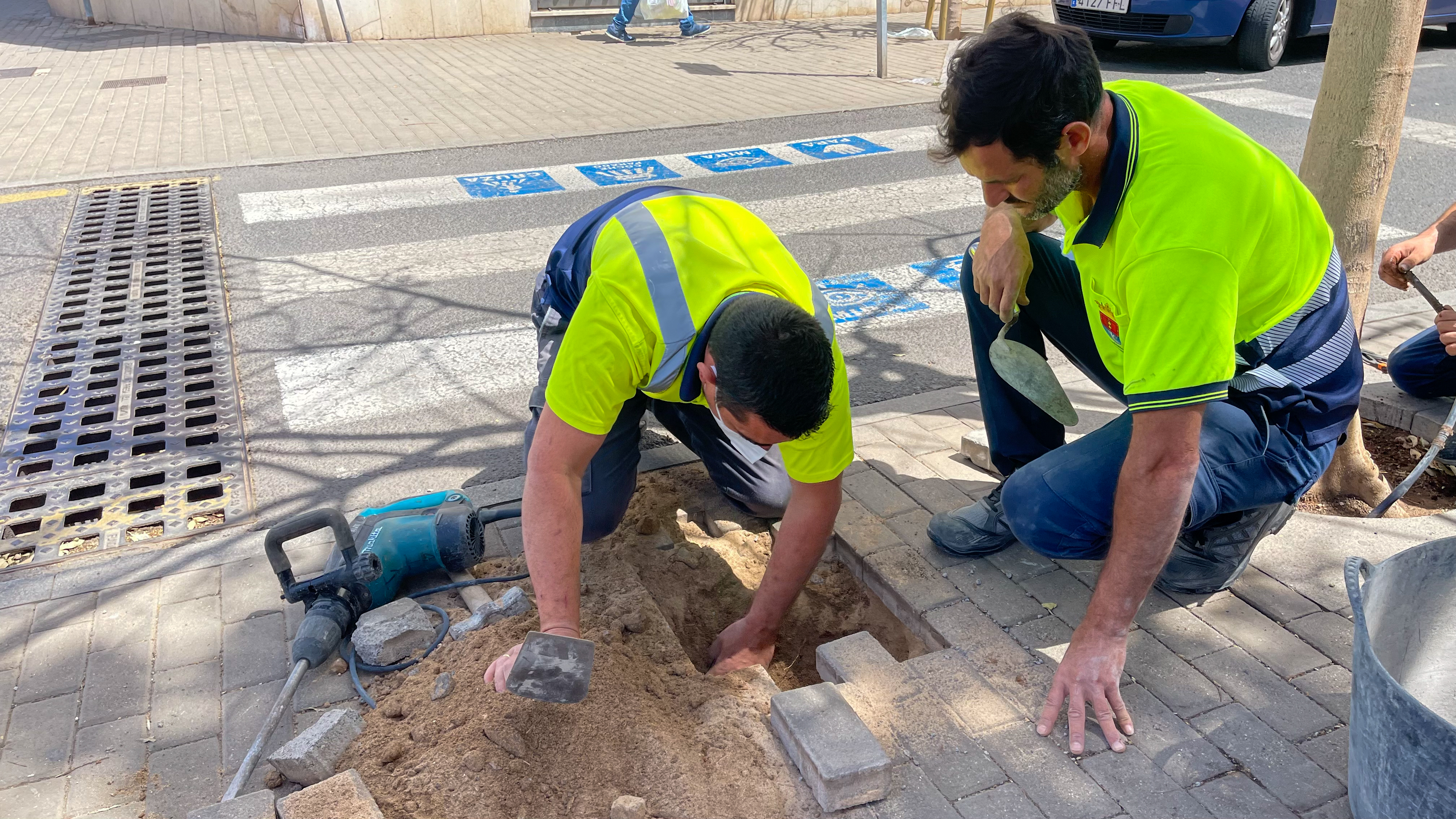 Renovación del arbolado de Arrecife 3