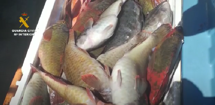 Pescado capturado ilegalmente 2