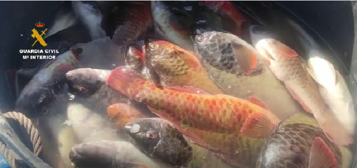 Pescado capturado ilegalmente